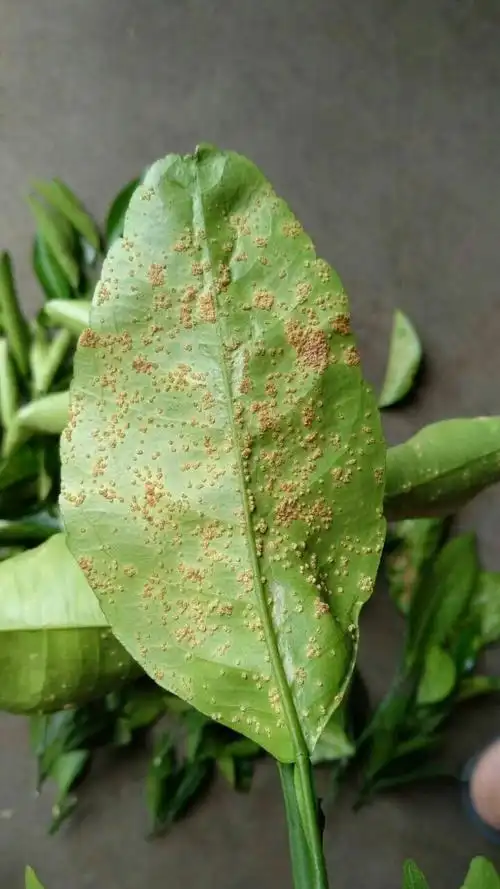 前辈!柑橘叶子得什么病害啊