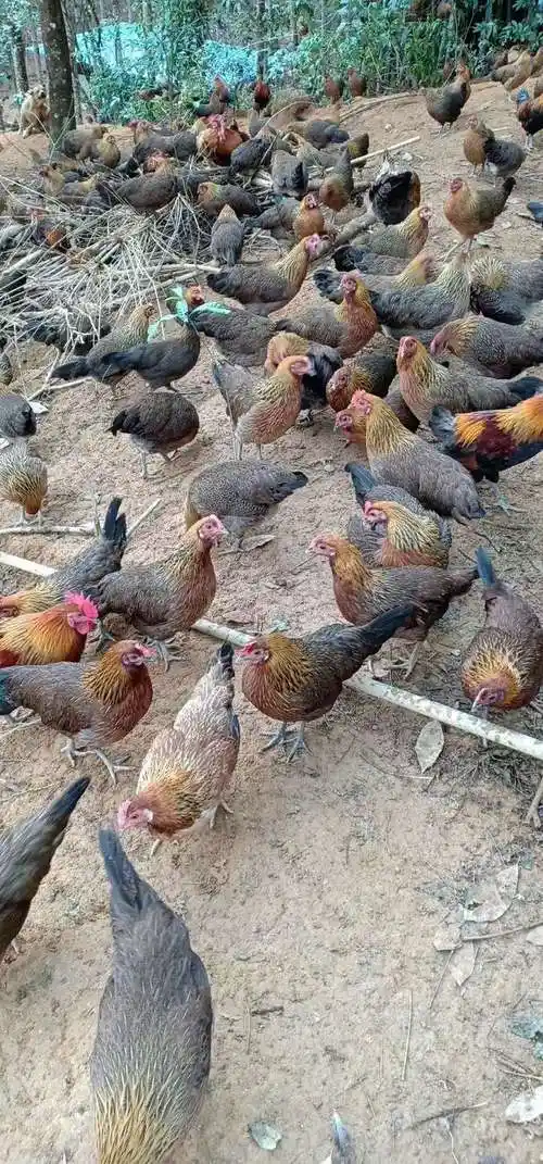 海南山鸡也叫做蚂蚁鸡 购鸡热线:13976208247