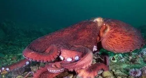 世界上最大的章鱼北太平洋巨型章鱼554斤98米