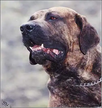 【整理篇】恶犬名单