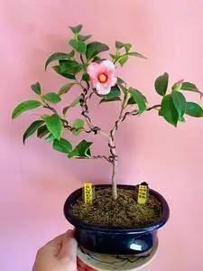 日本原生一手托(胡蝶佗助椿)茶梅小盆景,满树花苞,这个品种的