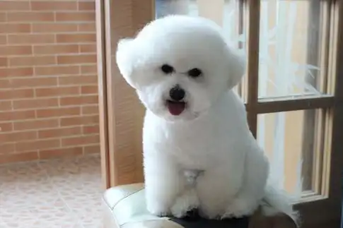 这5种人,真的不要养比熊犬!_狗狗_生活_美容