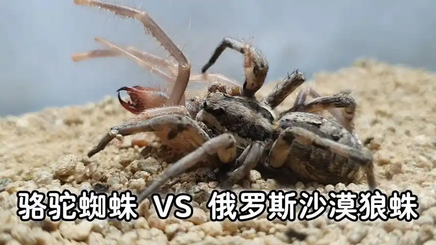 骆驼蛛vs沙狼蛛,锁脖拿背扣眼珠子,一气呵成