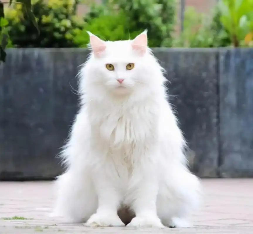 本土的山东狮子猫是长鼻猫,呼吸更加顺畅,鼻子不是塌陷的,千万不要跟