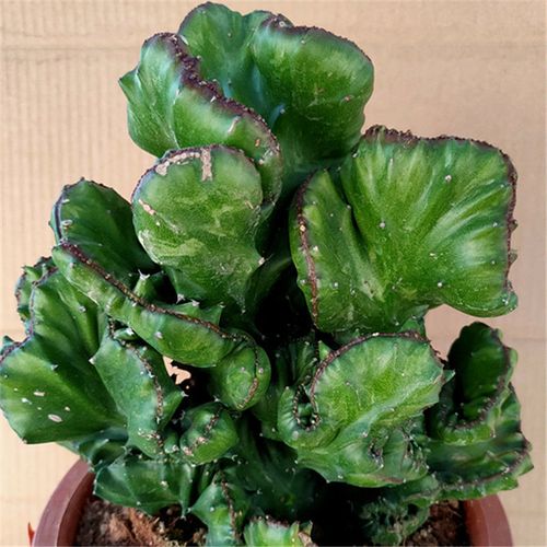 麒麟掌 帝国 玉麒麟仙人掌形态各异顽强生长防辐射吸甲醛绿植盆栽