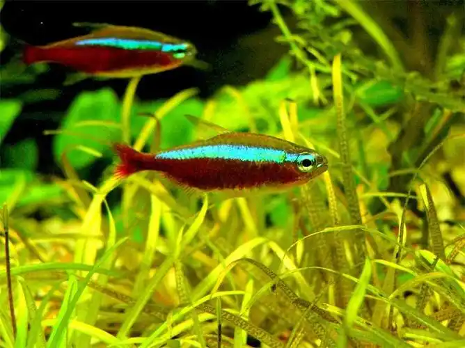 宝莲灯鱼是一种体长4~5cm,体呈纺锤形,体色艳丽