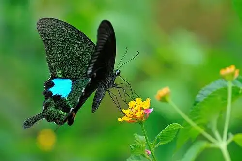 抖去水珠的凤蝶儿