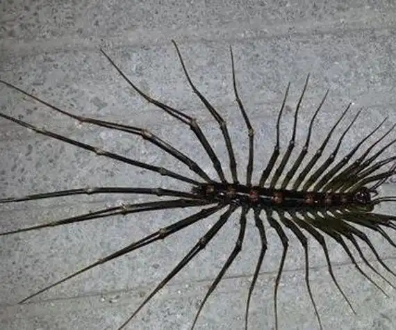 草鞋底子的虫子学名叫什么 会钻进耳朵里太恐怖了