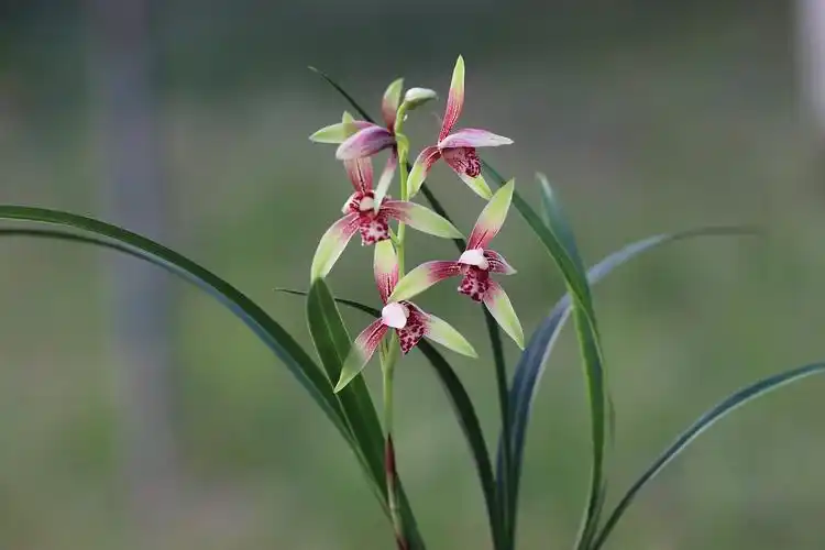 建兰—逸红双娇(小国魂)
