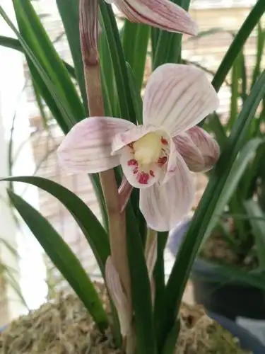 赏莲瓣兰奇花之精品一代天娇和开品漂亮的药草