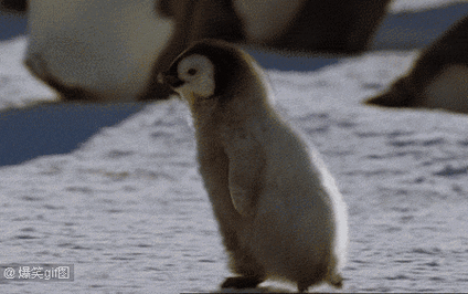 企鹅"鹅生"颜值最低时期,真杀马特~ - 看看头条_中华网