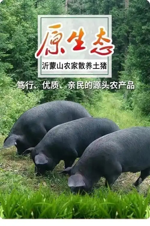 4只装新鲜猪肚子散养土猪猪肚黑猪肚子生猪肉猪胃1只尝鲜猪肚2只装