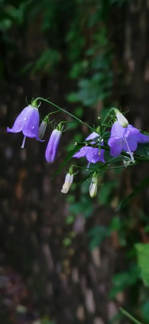 发几张野外小花草