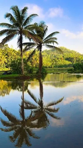 斯里兰卡美丽的自然风光,树木,棕榈树,水中的倒影 iphone 壁纸