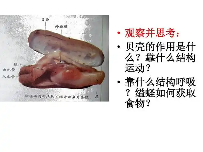 3 软体动物和节肢动物 课件(人教版八年级上) (1)