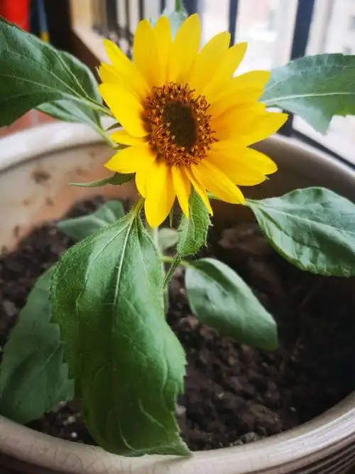 我的小小向日葵成长记