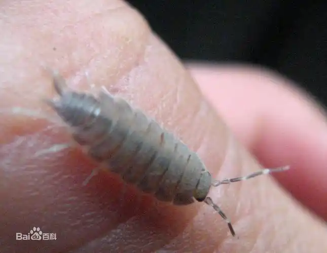 家里出现了一种虫子 不知道咬人不 早上起来这种虫子太多 个位请看一