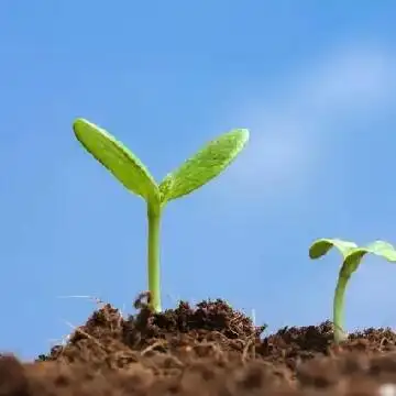 爱情37度半头像