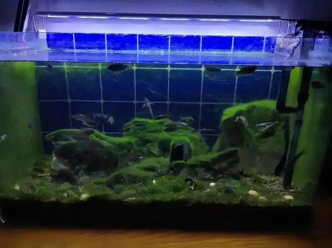鱼缸为什么长青苔3