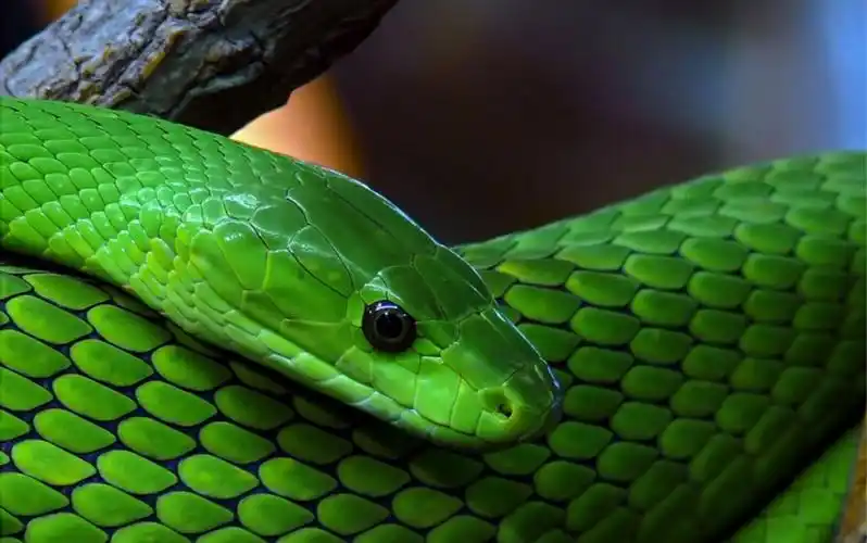 各种美丽的蛇图