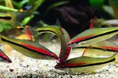 一眉道人这种观赏鱼被称为草缸之王,它们有什么优缺点?