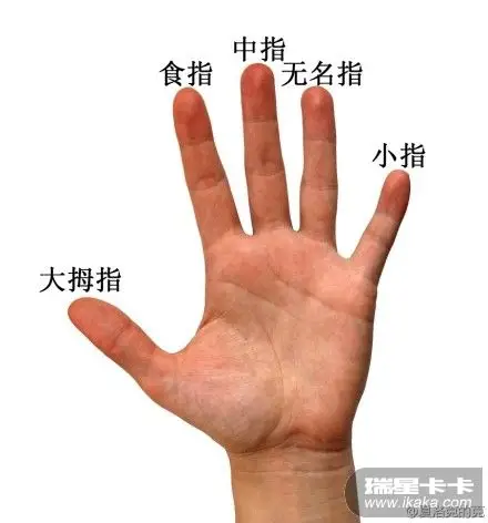 手指长短揭露智商.