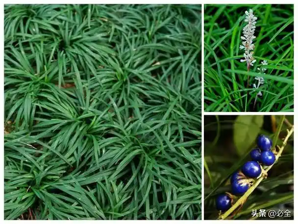 矮麦冬草坪优缺点,颜值能打又耐寒的矮型观赏草推荐 第2张