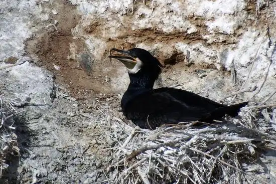 鸬鹚岛上正在鸣叫的一只鸬鹚 崔永焘 摄青海湖景区管理局副局长哈承科