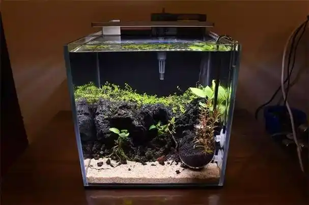 迷你小缸造景:历时百天的小缸终成景