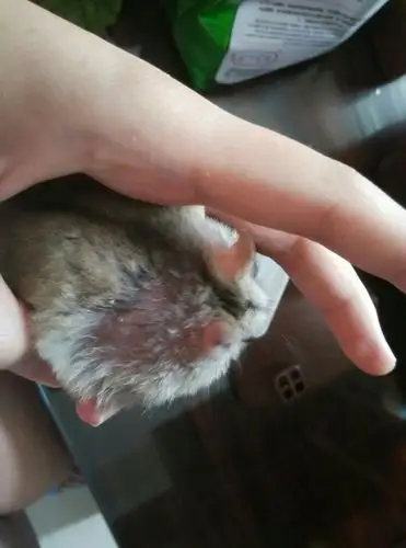 仓鼠脱毛怎么回事?怎么处理?