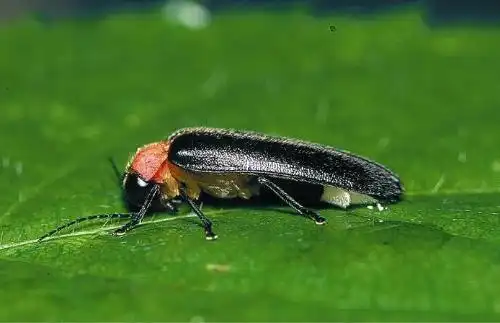 饲养萤火虫的方法