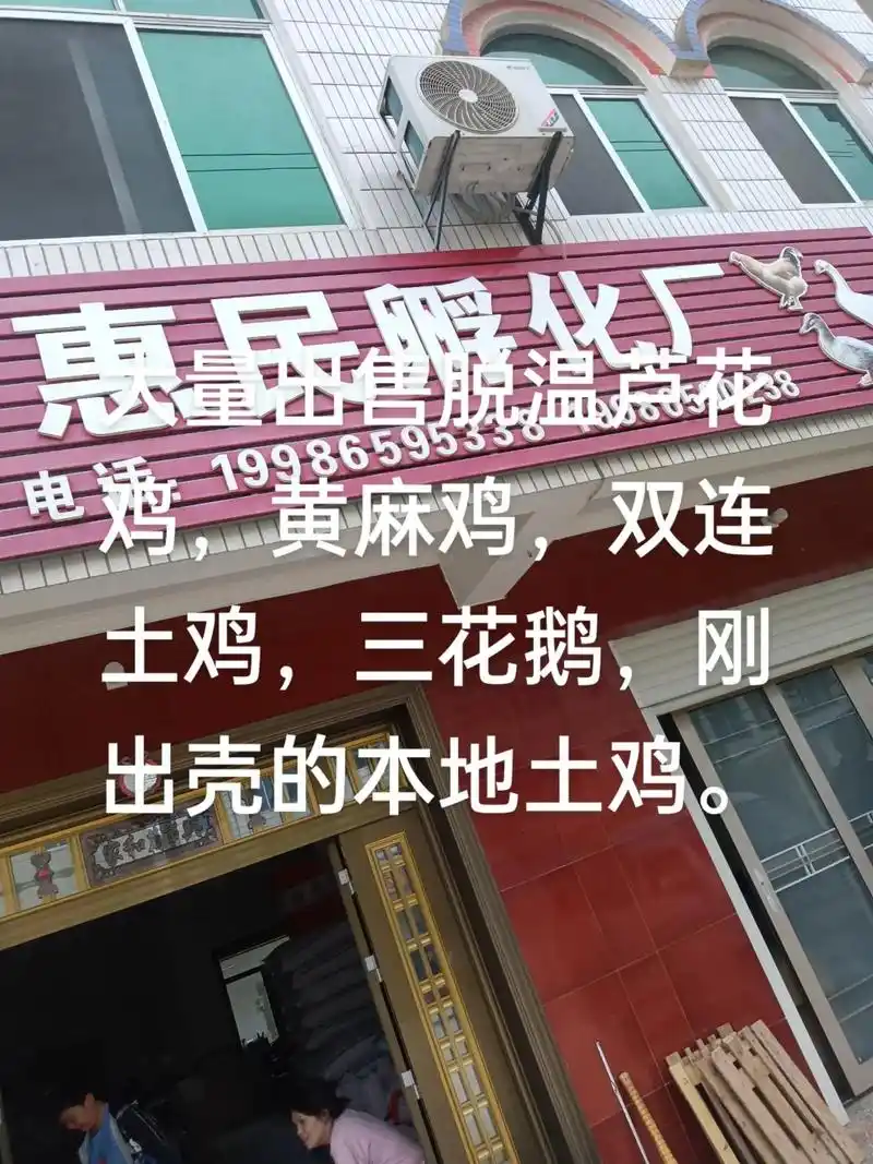大量出售脱温鸡苗,芦花鸡,黄麻鸡,双连土鸡,三花鹅和刚出壳的