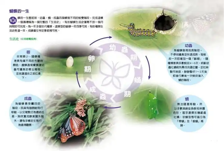 哈佛班12月课程—《蝴蝶的一生》