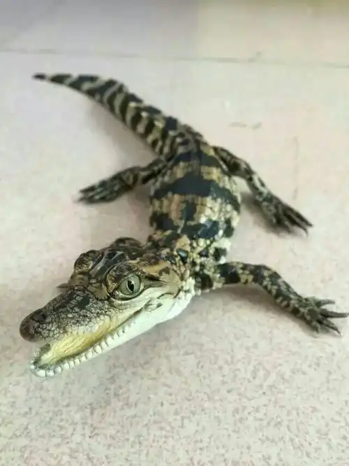 请问哪位大神知道小鳄鱼怎么训练他可以跟人和平共处,有qq群或人请