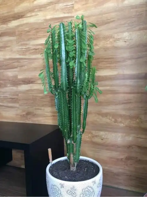 仙人掌类植物龙骨花