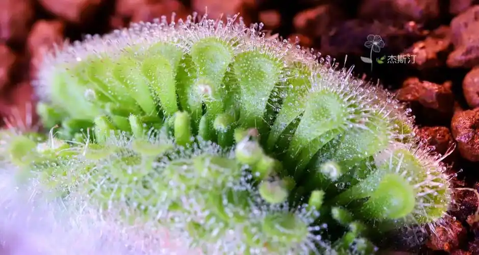 食虫缀化锦地罗茅膏菜