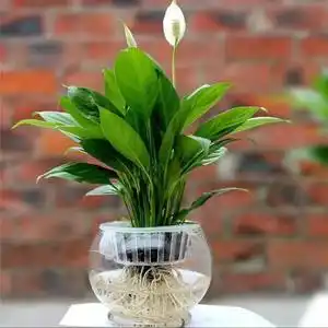 白掌大盆栽一帆风顺花苗耐水植物水里养的水中s花卉水养水培卧室