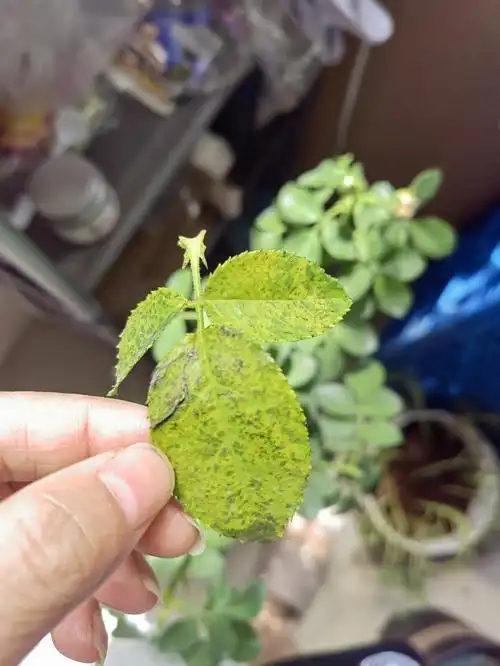 月季叶子这样是怎么了求大神指点