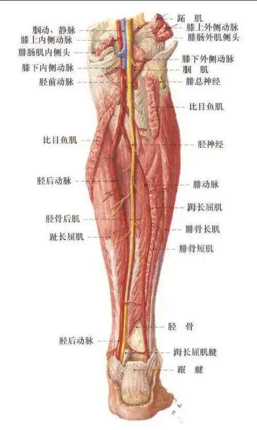 511小腿后部的神经4