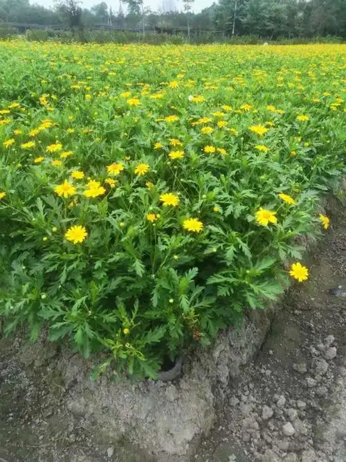 木春菊盆栽园林盆景观赏道路绿化工程苗黄金菊小苗