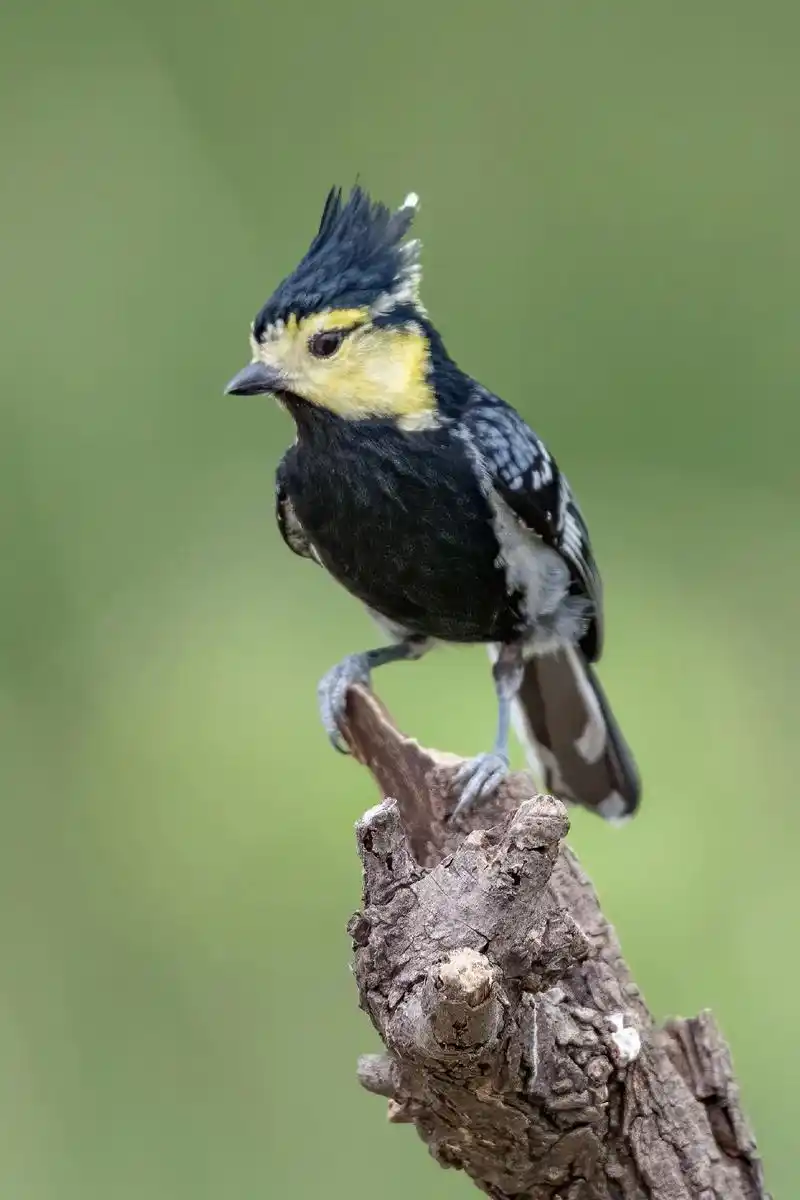 黄颊山雀: 山雀科山雀属动物 特色词条 | 本词条按照特色词 - 抖音