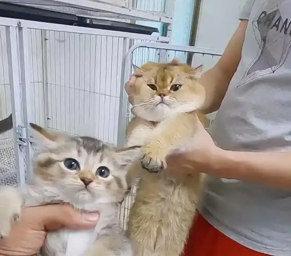 金渐层祸祸了布偶猫这是生了一窝啥不像爸也不像妈