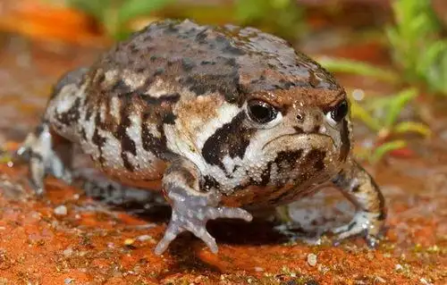 黄蛙能不能食用