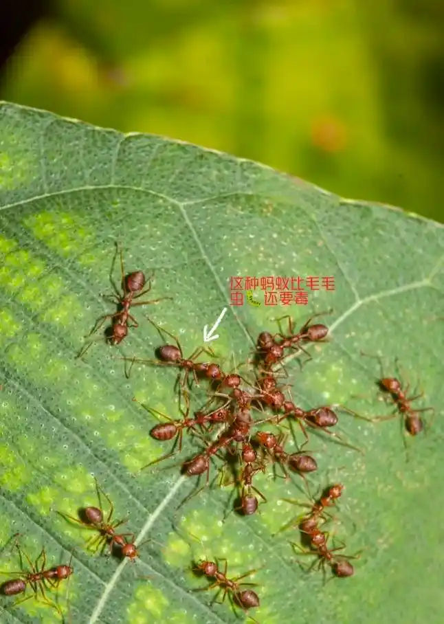 可恶的红蚂蚁92有一种疼叫做看着都疼,谁知道这蚂蚁有多毒?