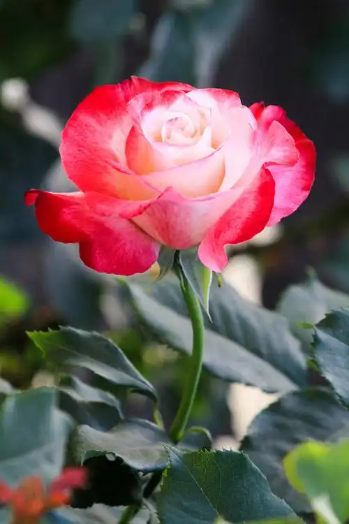 【图片1】绚丽多彩月季花!--蜂鸟论坛照片套图