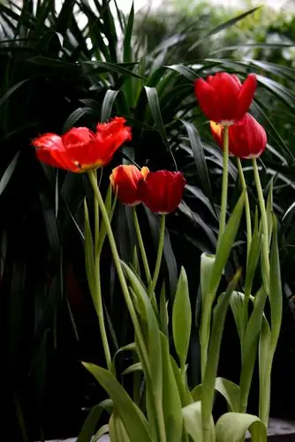 花儿朵朵迎新年《六》