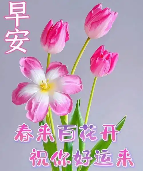 2024年4月9日最美早上好问候祝福语图片带字温馨,唯美早安祝福语图片