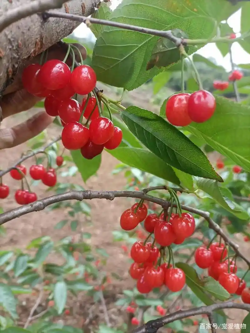 镇宁樱桃,甜得像初恋