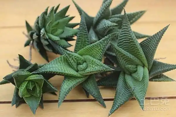 龙爪图片龙爪的作用及食用功效