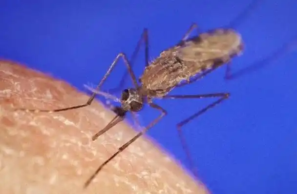 九成人不知蚊子最大的天敌是啥1个笨法子整夜开窗也不怕